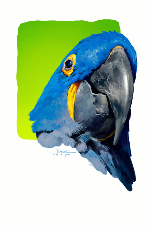 Parrots - Color Studies By NYM 