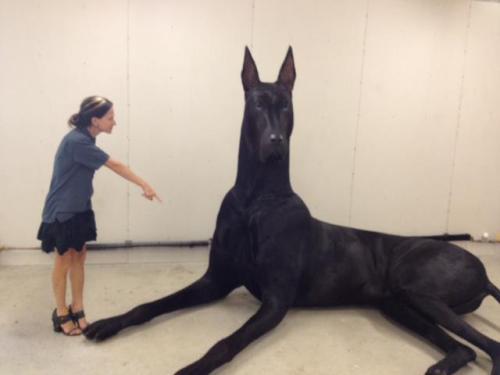 cruelfortune:  dsny:  yo-torie:  krushinonkoukis:  grade-a-memo:  This dog is like “I know this white bitch ain’t speaking to me”  It’s Clifford, da big black muthafucka.  xD  How the hell  i would so ride this fucking horse dog