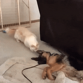 awwww-cute:  Is this my new toy? (Source: http://ift.tt/2DICzXX)