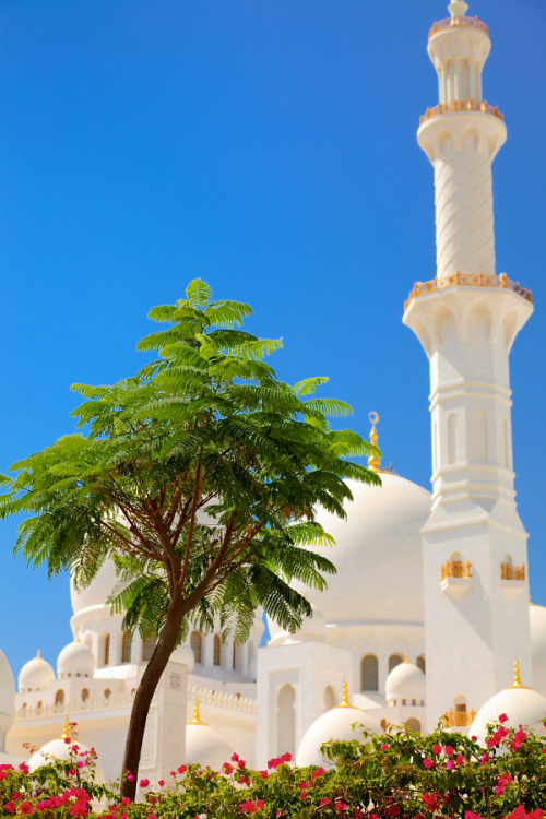 hueandeyephotography:Garden tree, Sheikh Zayed Grand Mosque, Abu Dhabi, UAE   © 