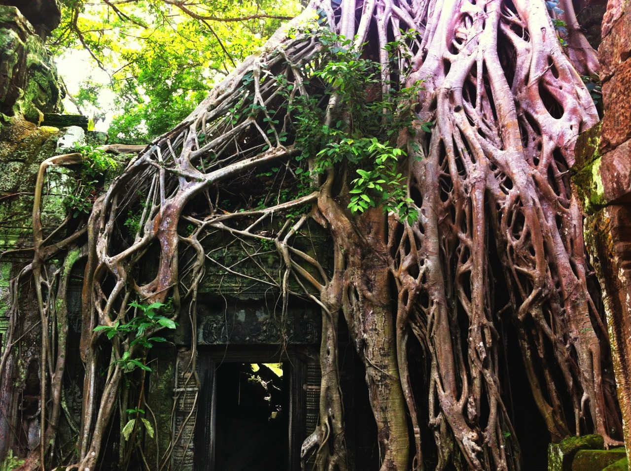 Today at the Ta Prohm temple in Cambodia :)