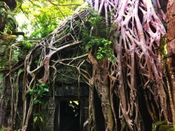 Today at the Ta Prohm temple in Cambodia