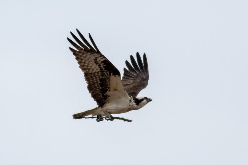 Western Osprey (Pandion haliaetus)© Kris Perlberg