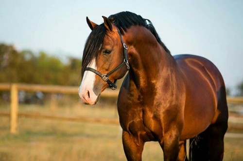 ladydressage: Lissabon- 1999 Bay Oldenburg Stallion. Holy