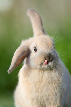 babycuts:  cacteui:  BUN TonGUES!  &lt;3 cute &lt;3  D'AW