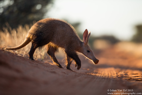 photos-worth: Aardvark crossing, by johanvzuga  When photographing wildlife in Africa on almost a da