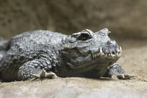 sdzoo: At 5 feet in length, West African dwarf crocodiles are one of the smallest croc species. Thes