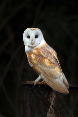 peregrineinastoop:  Barn Owl by Nigel Pye