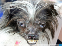 afp-photo:  UNITED STATES, Petaluma : Peanut, a mutt who is suspected of being a Chihuahua-Shitzu mix, is seen at The World’s Ugliest Dog Competition in Petaluma, California on June 20, 2014. Peanut won the competition and was voted the world’s ugliest