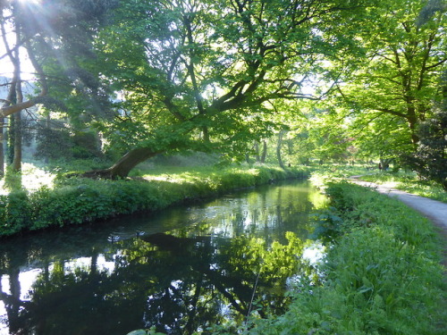 Beautiful walk to work this morning. This is my favourite season, everything is so fresh and greenYo