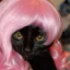 1ilovemycat