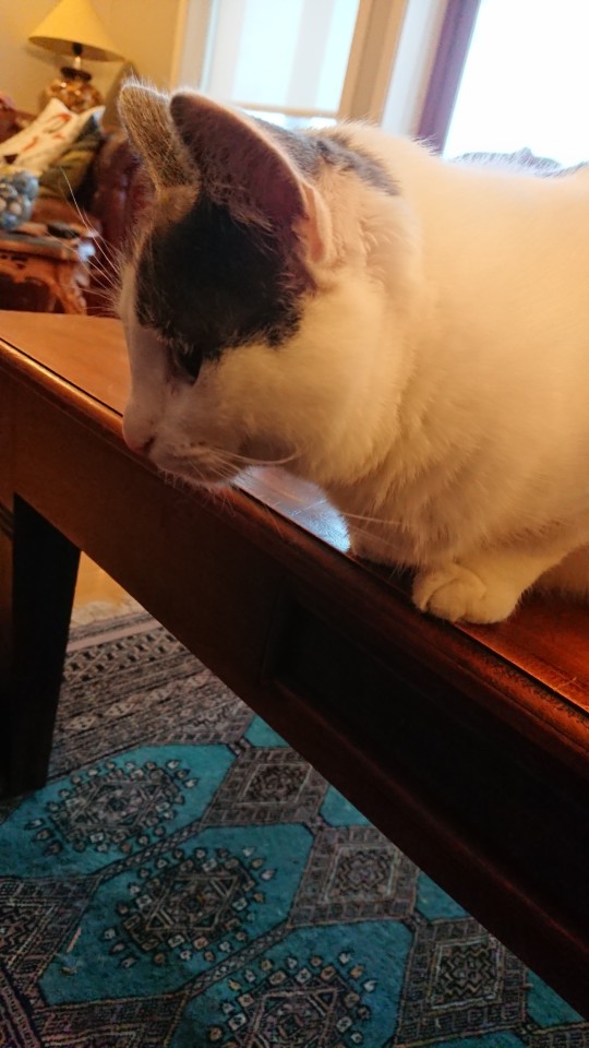 Only For @battlvann: My Mother In Laws Cat. Mmir The Mouser.