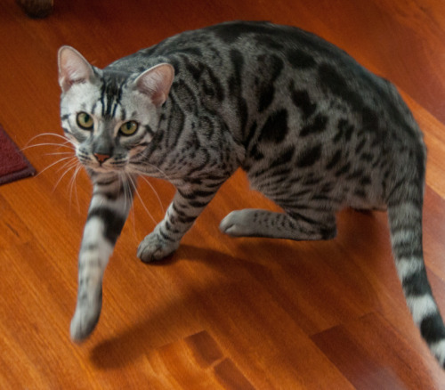 Blade - Silver Clouded Bengal (via Dave Clark)