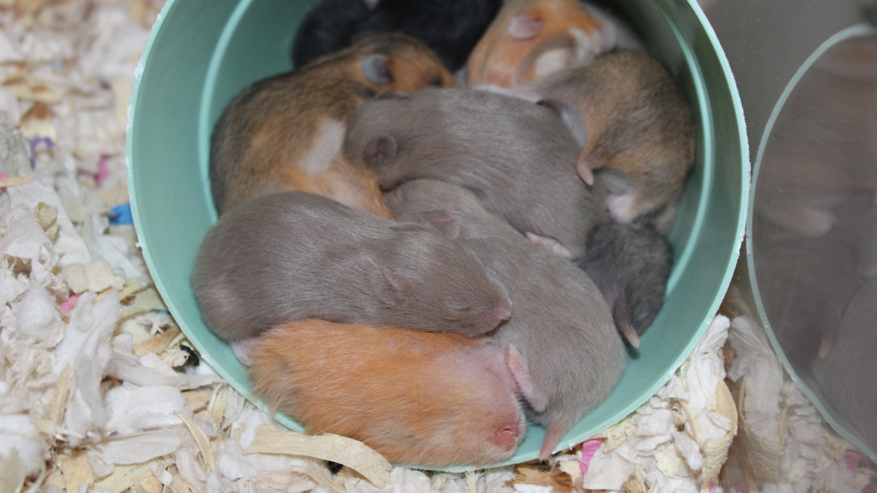 Complete information about Syrian Hamster Care guide