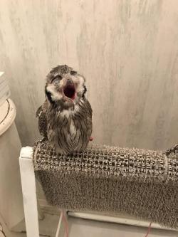 dawwwwfactory:  I caught an owl mid-yawn