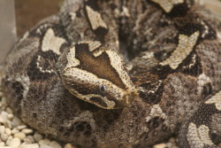 rustygreenscales:  Rhinoceros viper, Bitis