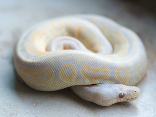 Albino Candy Cinnamon Pastel Aka Pewter CandinoProduced by Ute Rabe