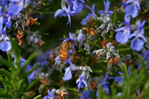 megarah-moon:Honeybees and rosemary~♡ Buy My Photography ♡