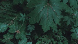 finchdown:   Sunday in 16 : 9 fig. 1) Oplopanax horridus; Tiarella trifoliata; Polygonatum biflorumfig. 2) Cornus canadensis; Blechnum spicantfig. 3) Prunus laurocerasus; Hedera helix; Carpodacus tilia support these photographic endeavorsfinchlinden.com