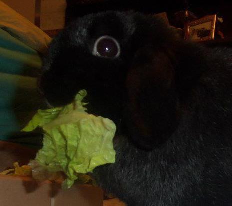 Jack is still hippity hopping through my room, proud of his water bowl tipping skills.