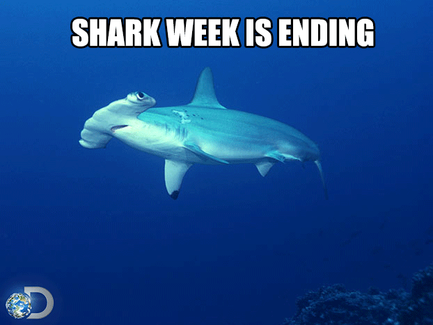Shark Week Thanks For Watching Folks Hammerhead Del Rey