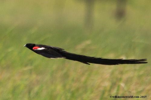 silverhawk: silverhawk:   this bird genuinely looks so Gothic™ to me that i had to show everyone in its own post so its called the long-tailed widowbird and i think its just genuinely so Cool Looking and wanted to appreciate its long tail some more