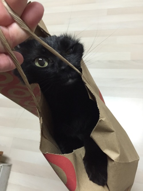 catsandkitten:I hope I kept my receipt - This one looks defective!