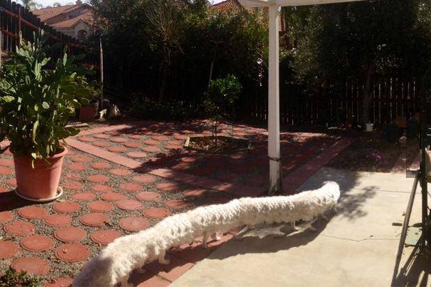 givemeinternet:  Taking a panorama picture when your dog walks past 
