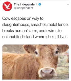 topmeladies:  pastrygeckos:   laughoutloud-club: Moo b*tch get out the way  If I remember correctly, the cow’s owner actually said “Well at this point we’re just going to leave her be because she really deserves her freedom” and she was granted