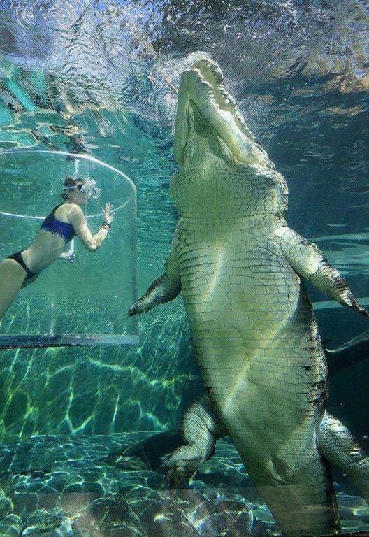 bluecollarcountry:  triss19:  fourtyjuanoz:  sixpenceee:  The sheer size of this