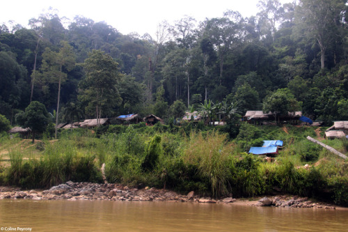 colinepeyrony:Voyage en Malaisie, quatrième partie – Taman Negara vue du fleuve. Trip in Malaysia,