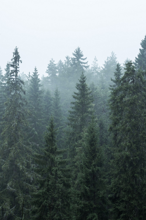 Misty evening by Ville Koivisto
