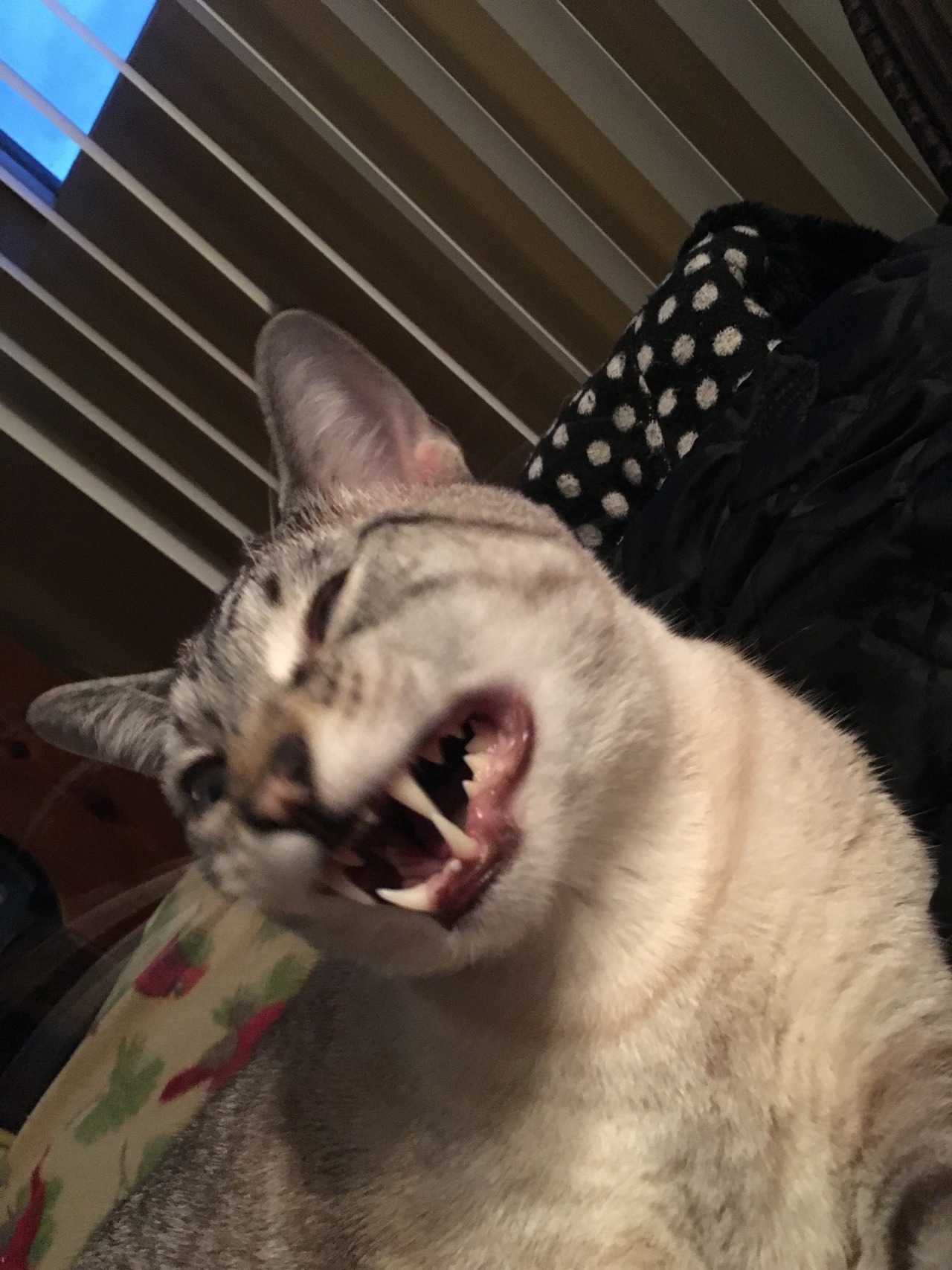 unflatteringcatselfies:  Hannibal’s constant state is unflattering. Everyone loves