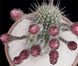 Echinopsis Cacti in Bloom by Greg Krehel (click gifs for cacti names)