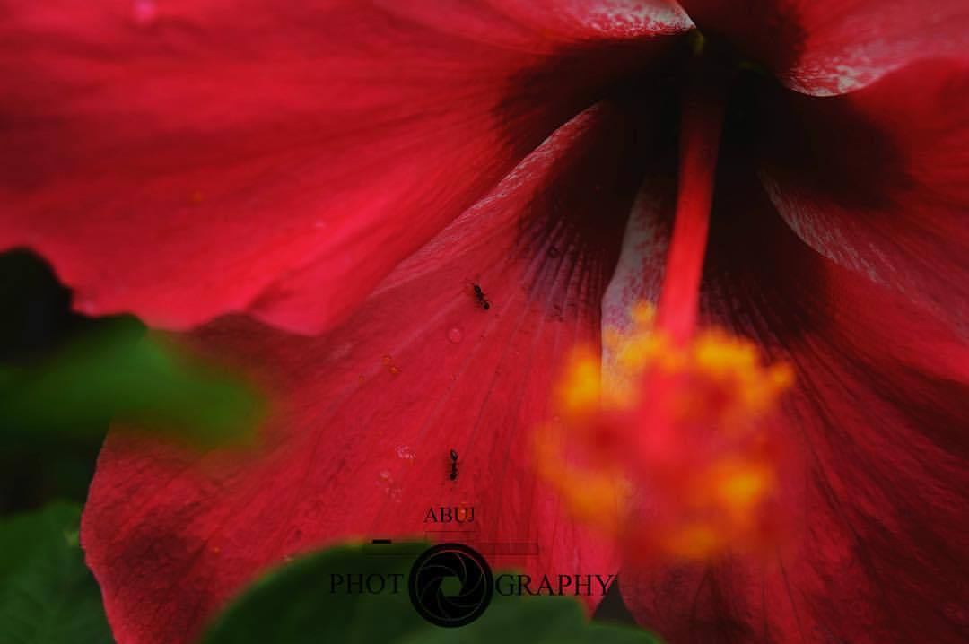 Natures beauty #nature #photography #flowers #red #nikonphotography #hybiscus