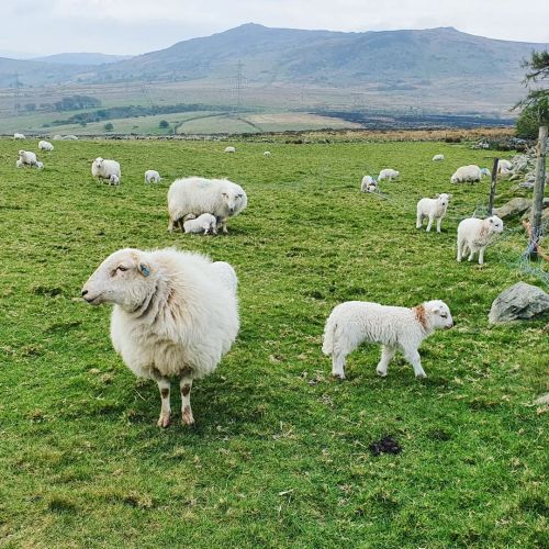 We’re well into lambing season now. Their little bodies are chunking up. Bleats in the night. 