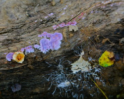 steepravine:  Colorful Log Eaters (Marin, California - 4/2014) 