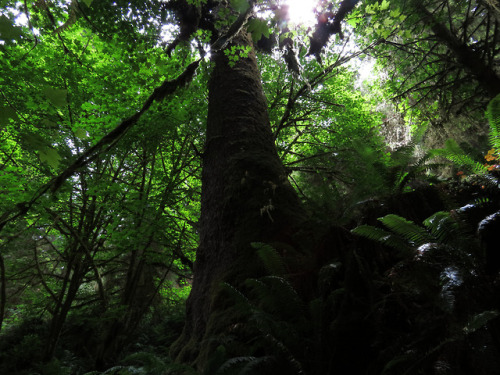 redwood snag by glacierman