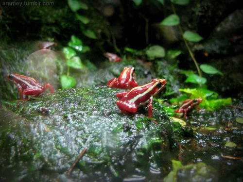 Phantasmal poison frog (Epipedobates tricolor) have extremely toxic skin. They secrete epibatidine, 