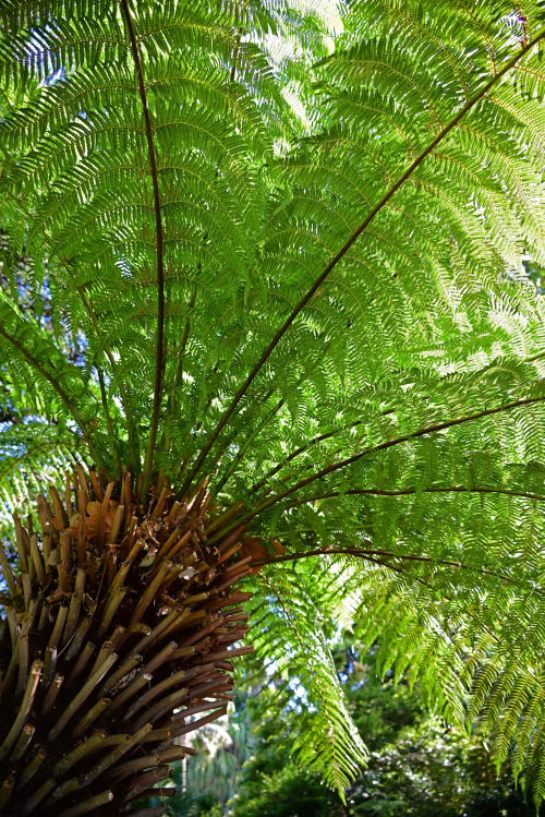 nobodysperfect2133: Amongst the ferns Queensland, Australia, by Shae