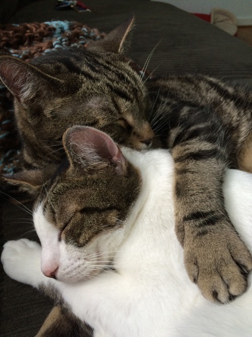 4 years ago today, I went to a cat shelter and took home these two.Dance, the brown tabby, was aband