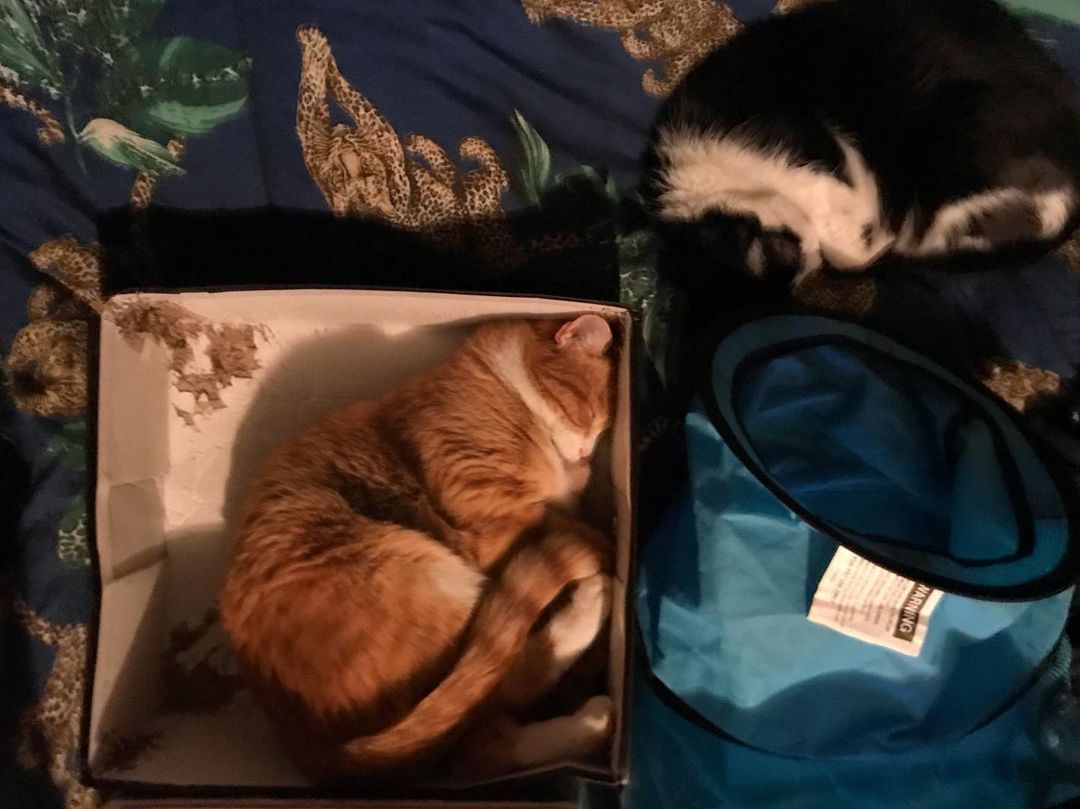 Mr. Smee and Oreo catching up on their sleep. #cats #catsofinstagram #cats_of_instagram #meow
https://www.instagram.com/p/CMdV0wOj547/?igshid=7e6aa0bwfiwq