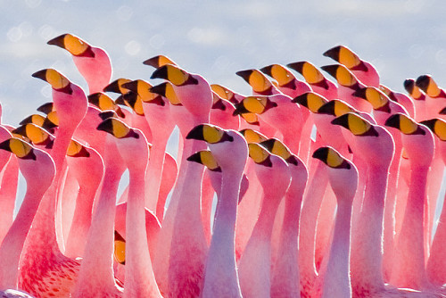 djferreira224:“Flamingos Partying” ~ Pedro Szekely