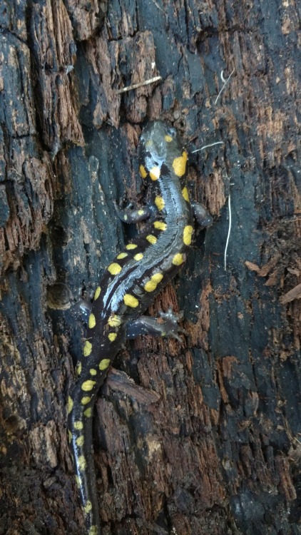 Found a Spotted salamander today, as well! What a great day for long hikes.