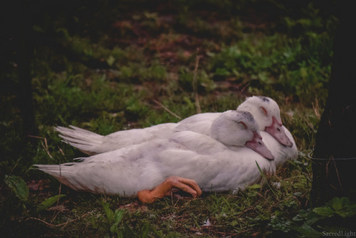 Friends, not food Cute ducks with whom we shared their place when travelling - Villeneuve-l’Ar