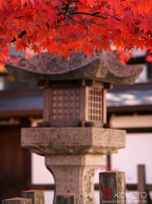 kokorojapanreisen:Herbst am Kôyasan, Nov. 2013