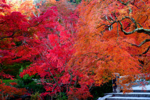 ileftmyheartintokyo:  永観堂の紅葉 by nobuflickr on Flickr.