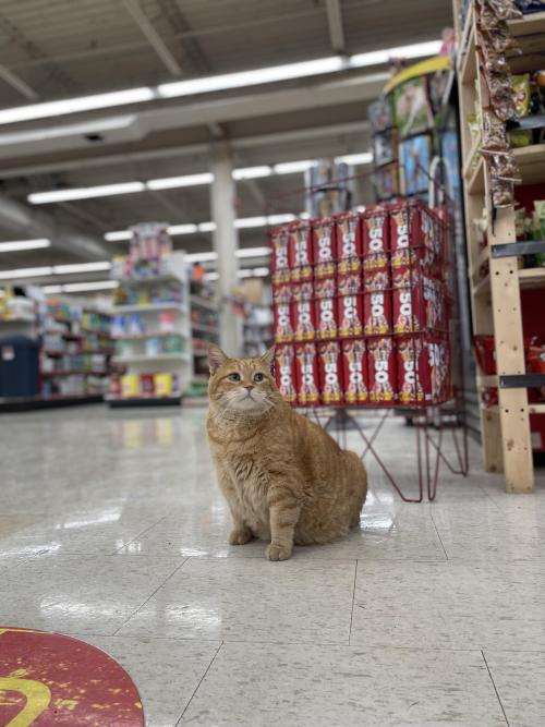 Say hello to the Greeter at my local hardware store. Name is Tigger.