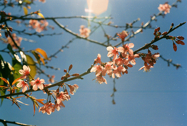 Spring has come on Flickr.
Via Flickr:
• Camera: Nikon FM
• Film: Fuji ProPlus 200
• Blog | Tumblr