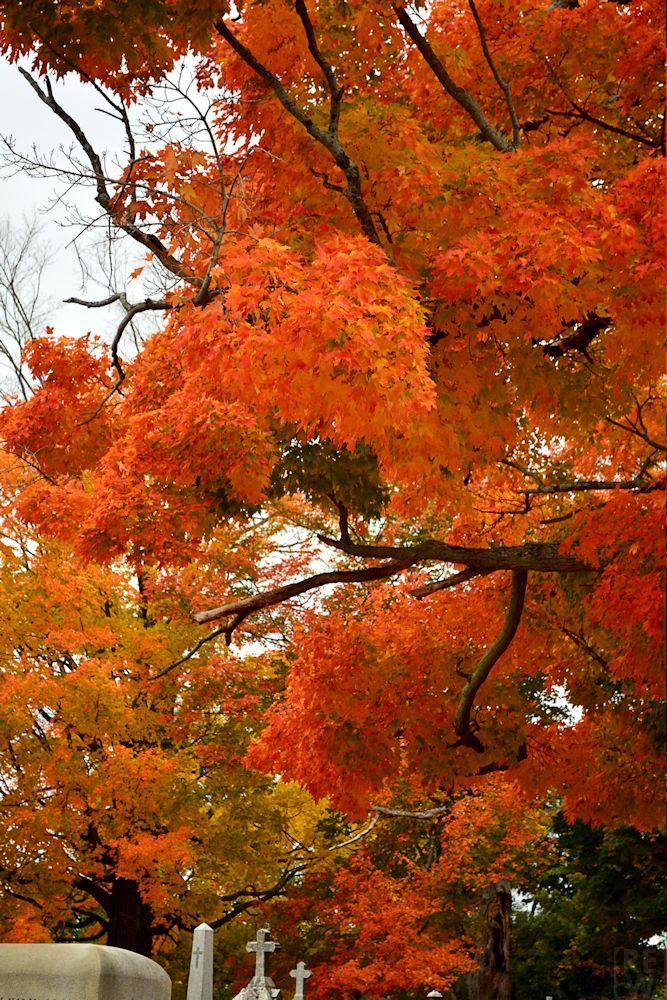 Cozy Autumn Dreams